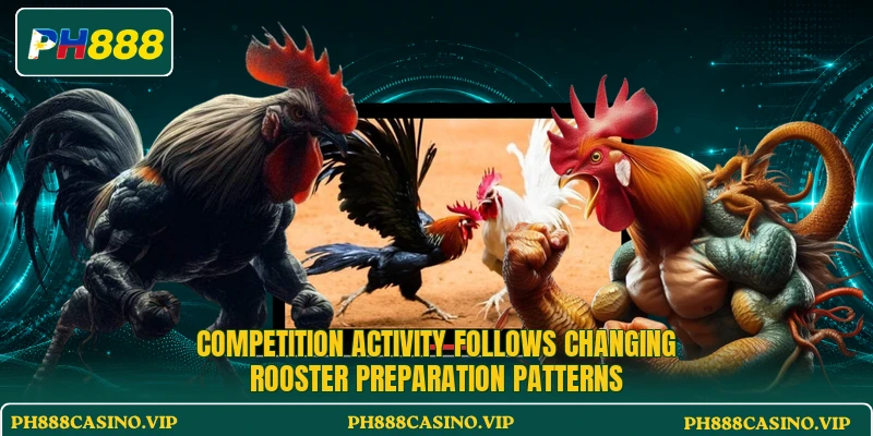 Competition activity follows changing rooster preparation patterns